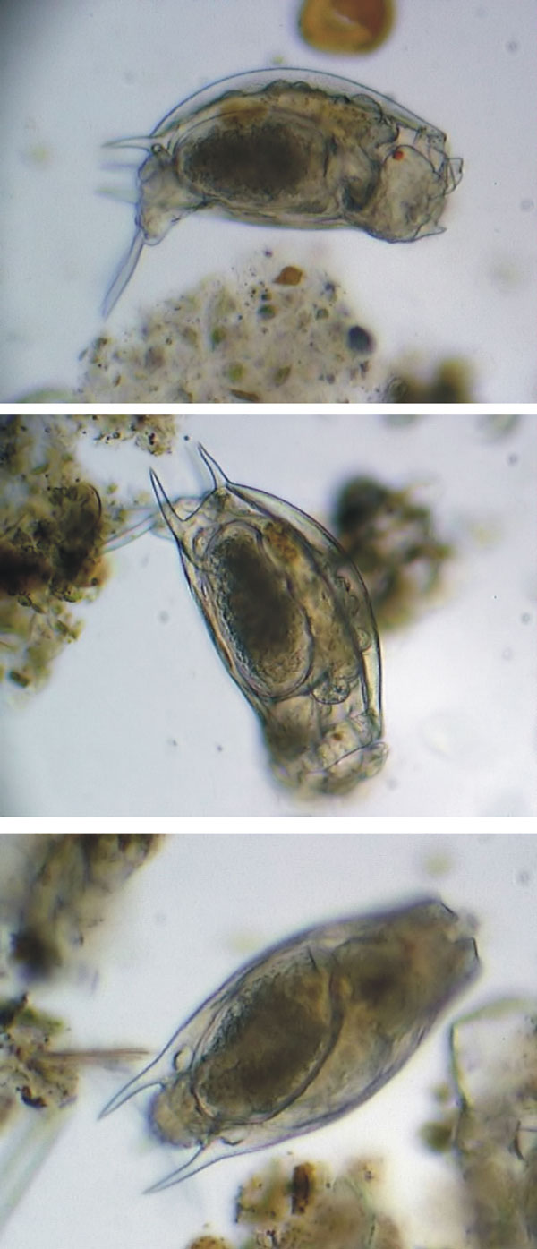 Mytilina sp