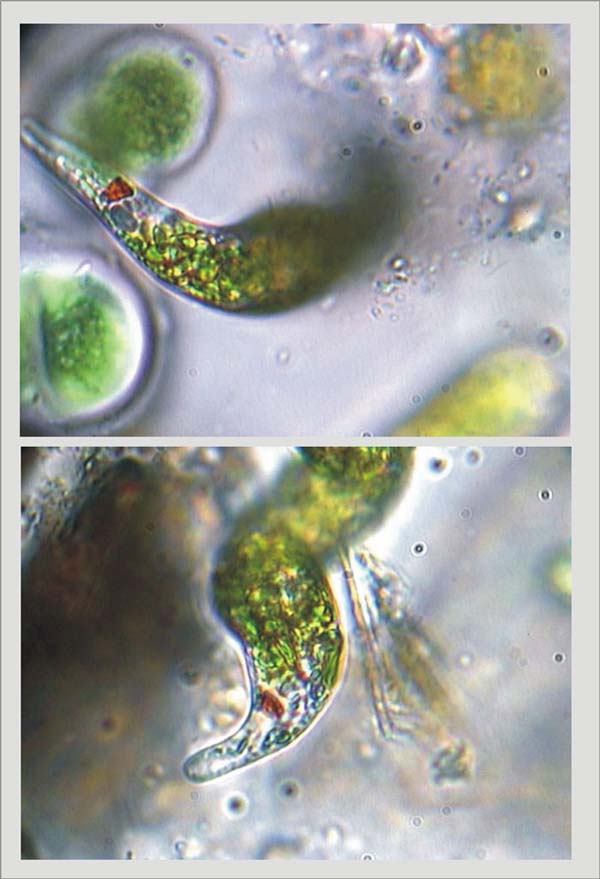 Euglena intermedia