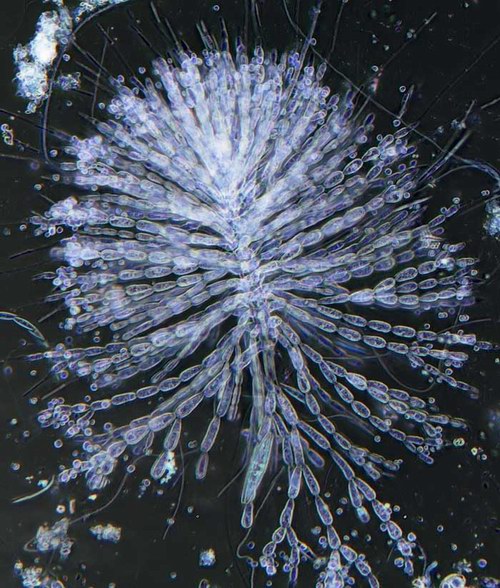 Cladophora sp