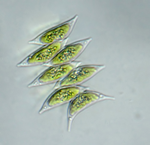 Scenedesmus falcatus