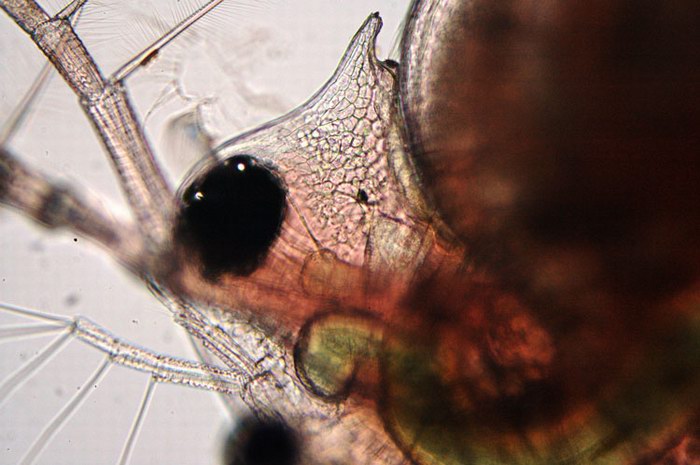 Daphnia pulex