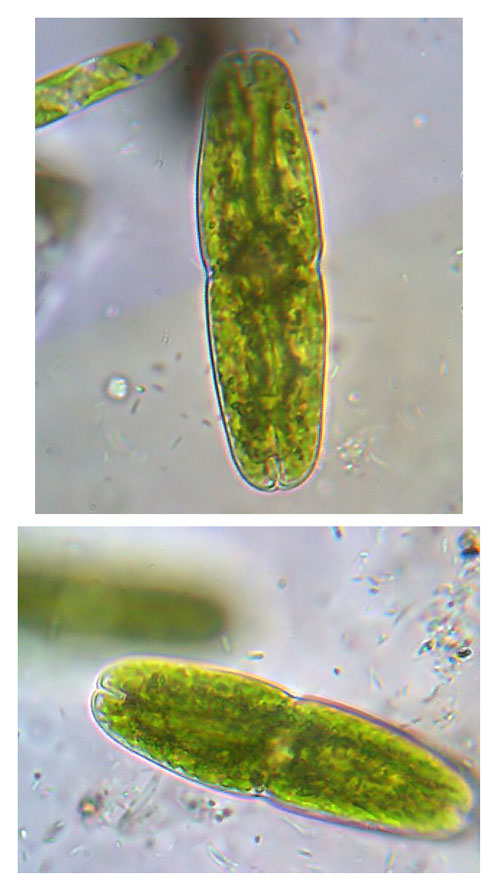 Tetmemorus brebissonii