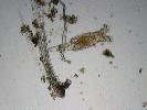 Philodina sp