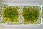 Zygnema sp