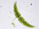 Closterium monoliferum