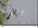 Vorticella sp