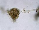 Campanella umbellaria