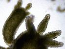 Chlorohydra veridissima