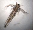Artemia salina
